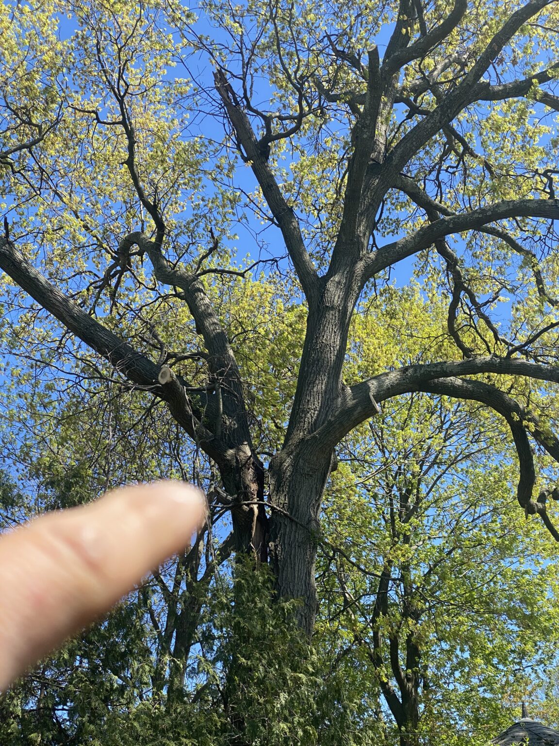A large tree with budding green leaves stands against a blue sky. In the foreground, a finger points upward toward the branches—perfect for anyone interested in professional tree removal in Wayne NJ as new leaves just begin to emerge.