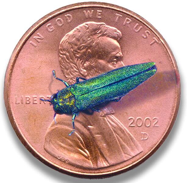 A shiny green and blue beetle is sitting on a 2002 U.S. penny, partially covering Abraham Lincoln's face—an unexpected sight while waiting for a tree service in Montclair NJ.