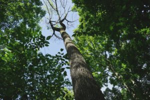 View from the ground looking up at a tall tree with a thick trunk and sparse branches near the top, surrounded by lush green foliage and a bright sky—perfect inspiration for expert tree removal in Wayne NJ.