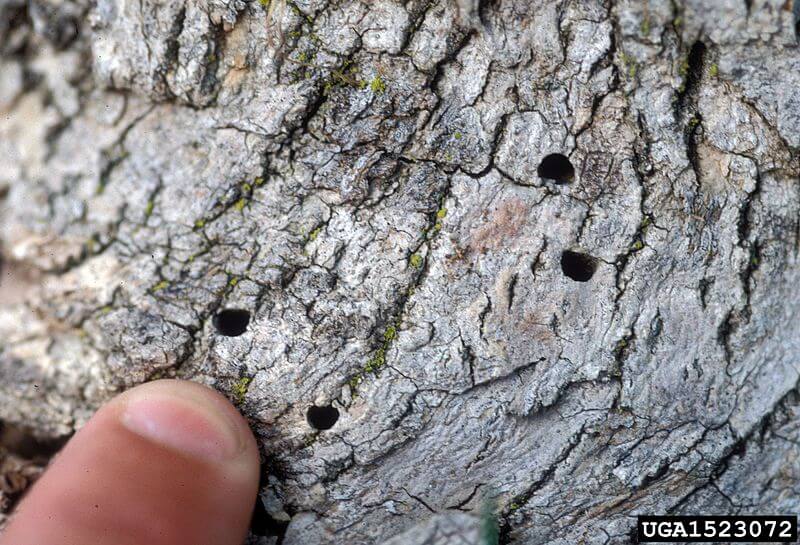 A close-up of tree bark with four small, round holes clustered together. A person's finger points toward the holes, highlighting their size and placement—an important detail for anyone considering tree service in Wayne NJ.
