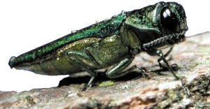 Close-up of a metallic green beetle with shiny wings and black legs standing on a piece of wood, much like those found after tree removal in Montclair NJ, against a white background.