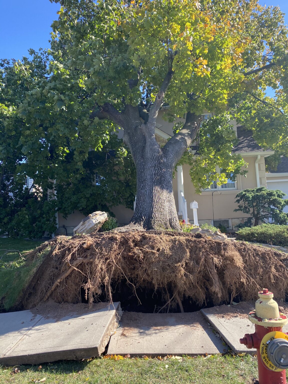 A large tree is uprooted, lifting and breaking the concrete sidewalk around its roots in front of a house—an example of why professional tree removal in Wayne NJ is essential. A yellow fire hydrant stands in the foreground.