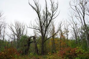 A forest with leafless trees under a cloudy sky, surrounded by sparse green and autumn-colored foliage, evokes the careful work of tree removal in Montclair NJ that helps maintain natural beauty and safety in changing seasons.