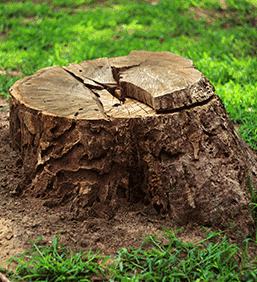 A large, weathered tree stump with cracked rings sits on a patch of dirt surrounded by green grass, a common scene after expert tree removal in Wayne NJ.