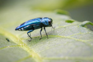 A close-up of a shiny blue-green metallic beetle standing on a green leaf, with the background softly blurred, reminiscent of vibrant gardens maintained by expert tree service in Montclair NJ.