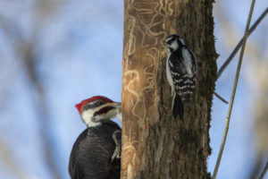 A large pileated woodpecker and a smaller downy woodpecker cling to a tree trunk marked with tunnels, standing out against the blue sky—nature’s contrast before expert tree removal in Montclair NJ helps manage urban forests.