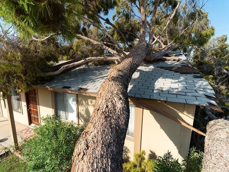 A large tree has fallen onto the roof of a light-colored house, causing visible damage to the shingles and roof structure.