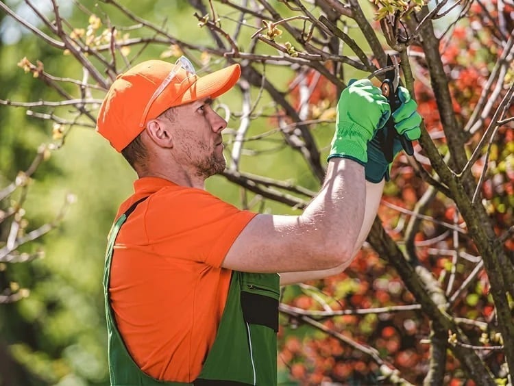 A man wearing an orange cap, orange shirt, and green gloves prunes branches on a tree with pruning shears in a garden.
